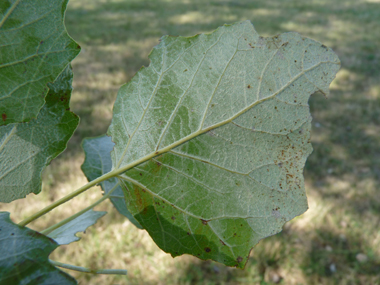 Face inférieure des feuilles très claire. Agrandir dans une nouvelle fenêtre (ou onglet)